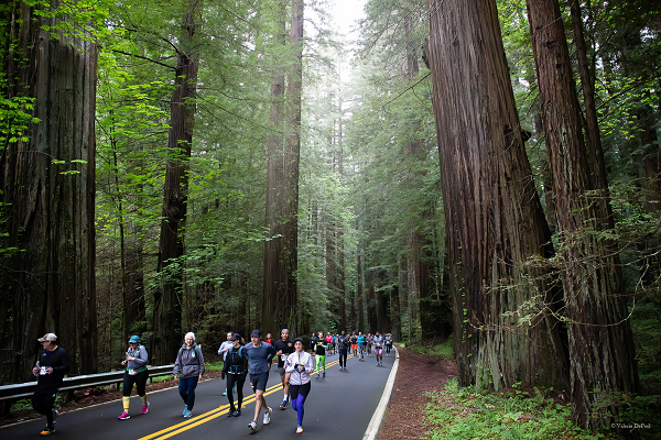 Runners on the scenic Avenue of the Giants Marathon course